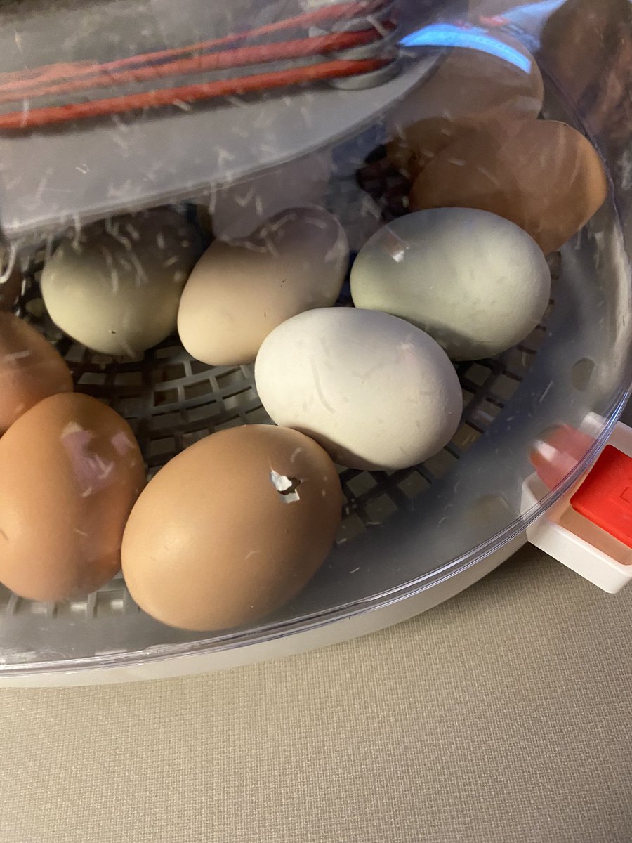It’s an egg-citing day in first grade! We have two baby chicks that hatched out of their eggs! More are on their way! Watch along with us! youtube.com/live/CDk_204FR…
#aesmakeyourmark