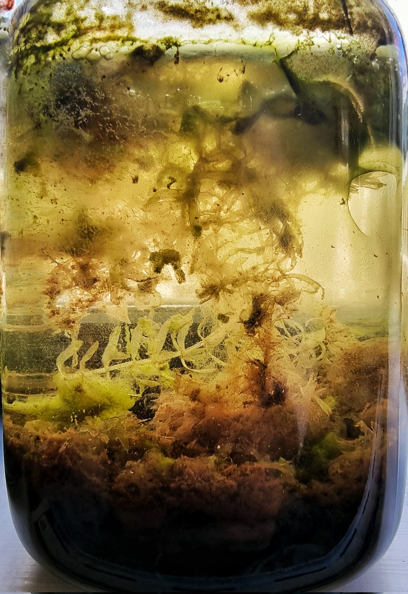 Milad Showkatbakhsh tweet media