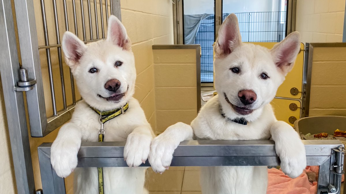 DT_Essex's tweet photo. Just a couple o’ little akita babies to brighten up your Tuesday 🐕🐕😍 (You’re welcome 💛)

Ramen and Sushi and their siblings Tofu and Wasabi are ready to go off to their forever homes now 😍 

MEET THEM: https://t.co/uw2lyU4Wnq 🐕 

@dogstrust #wholesome #cutepuppyalert https://t.co/Dbx0tllMaX