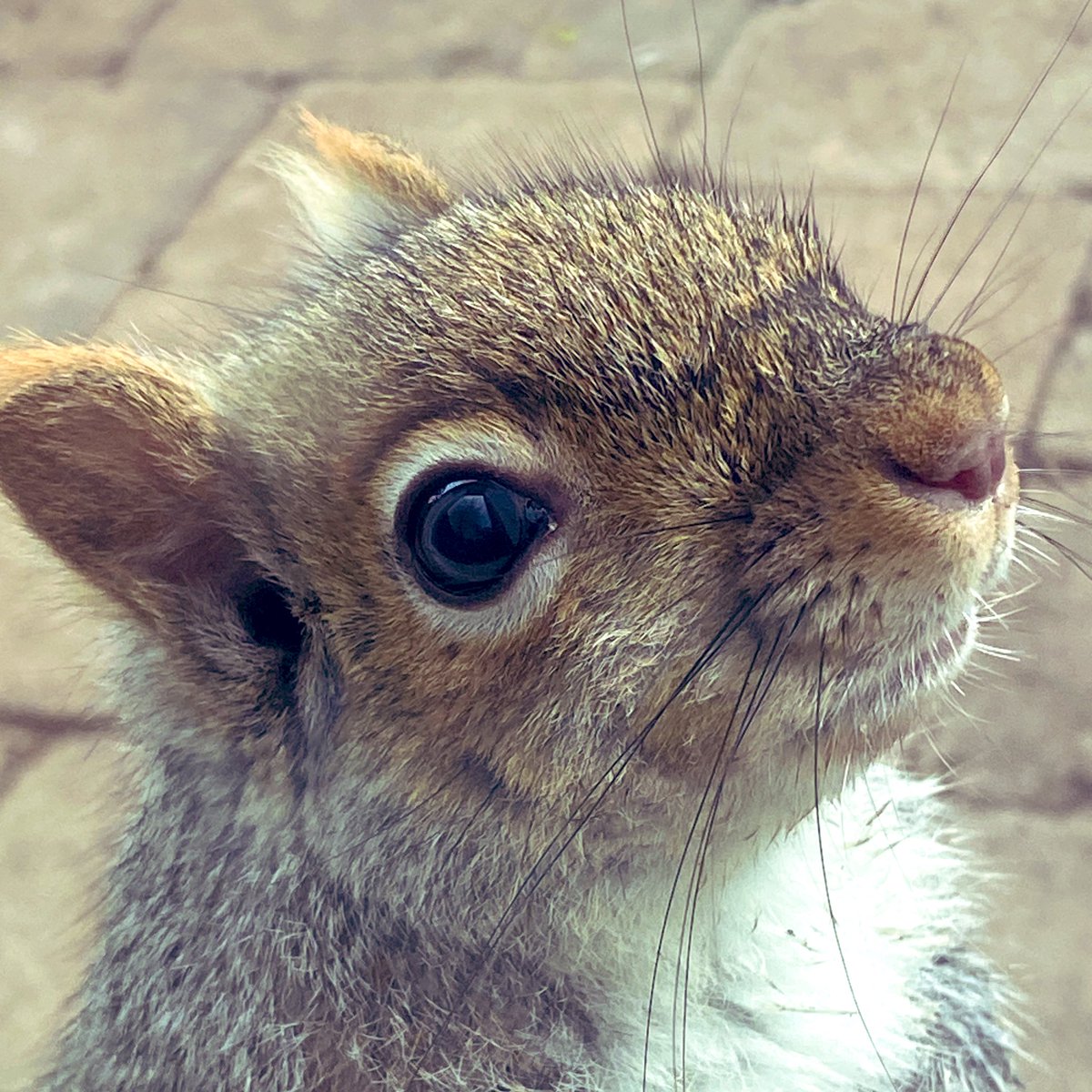 HippySquirrel's tweet photo. @Ratatosk4 @TOCatMayor @MayorSquirrel Can Mama Grey Squirrel count on your support? #VoteSquirrel 💗🐿🎉 #SquirrelScrolling 💗🐿🎉 https://t.co/2niGcAo2Hb