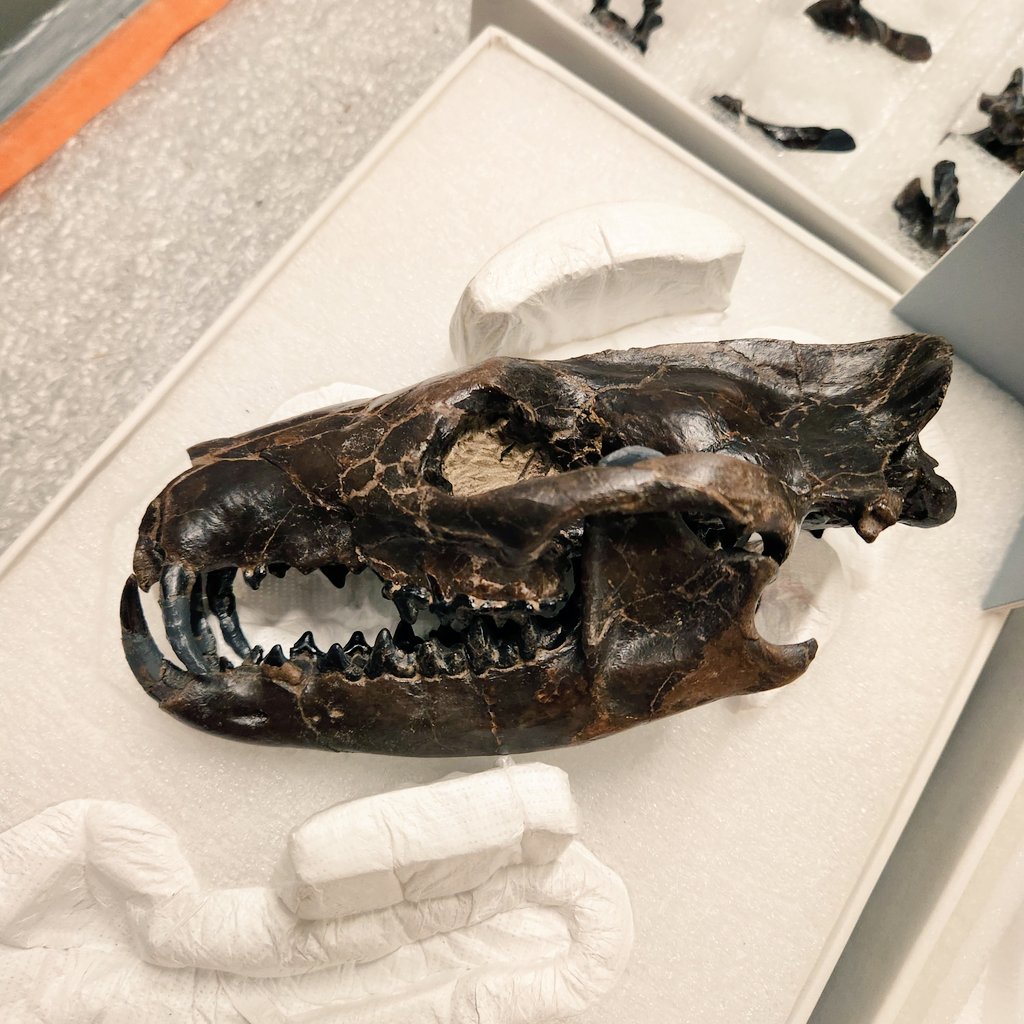 Chris_J_Law's tweet image. A full skeleton of Sinopa major @NMNH! This 40ish million year old predator is a hyaenodont, an extinct clade of hypercarnivores before the rise of carnivorans