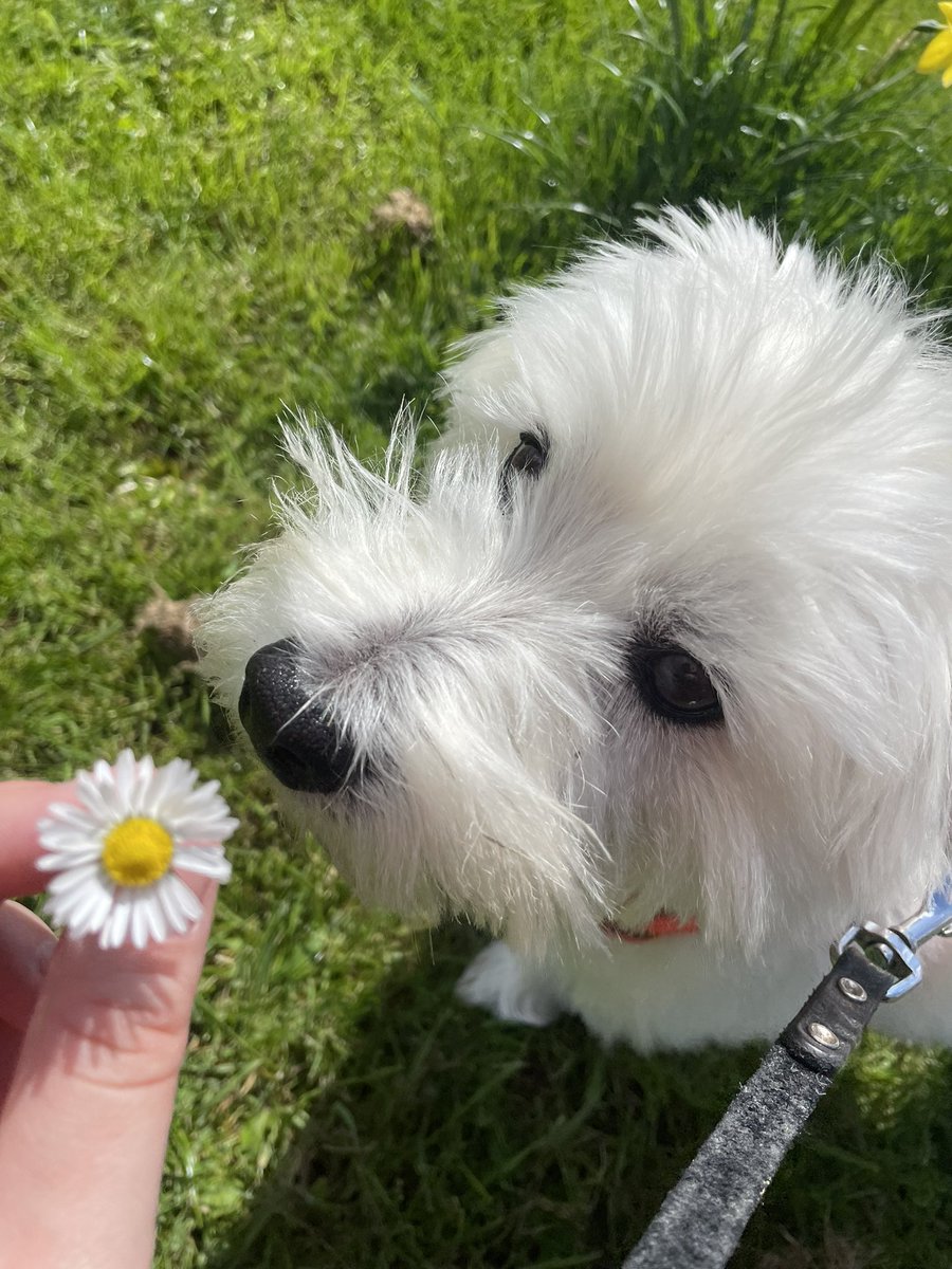 My office assistant is helpful, but instead of tea breaks she requires walks. I’ll let her off though, because she’s cute and knows the filing system well