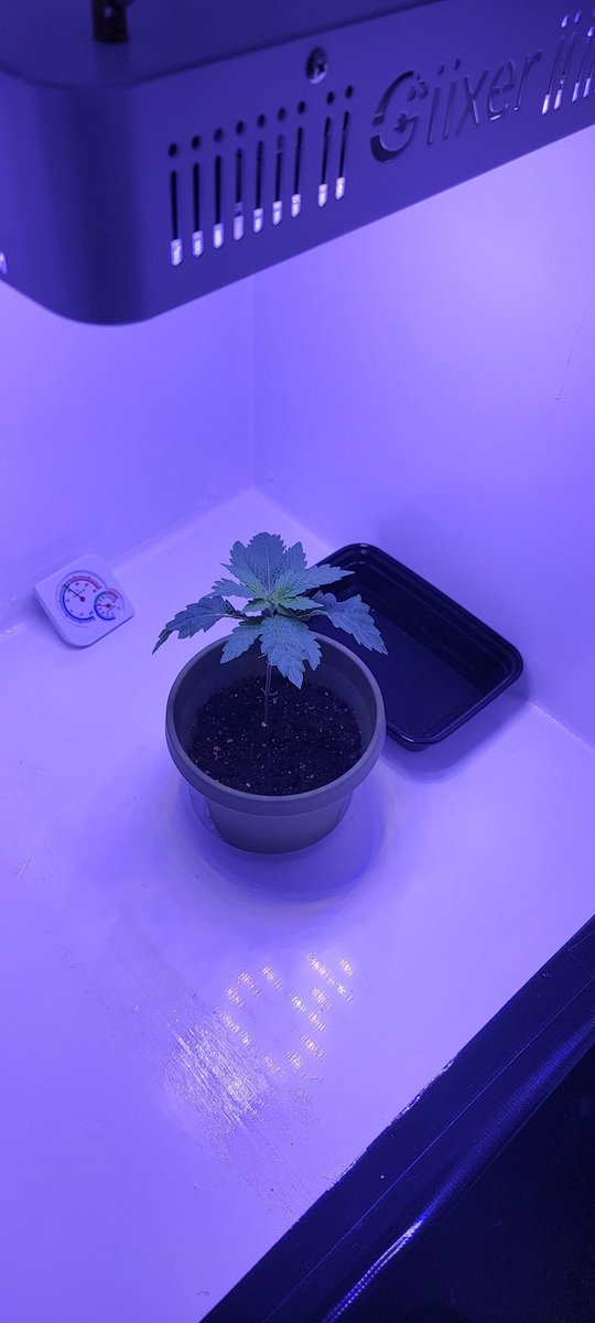 Lowered my light a bit she seems to be liking it better #cannabisculture #growyourown #indoorplants #FirstTimer #medicalcannabis #pnwgrown #pinkruntz