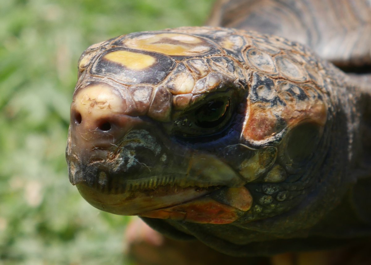 Meet Polo at Books Alive this Saturday.  Polo is red-footed tortoise.   John, Paul, Ringo and George, the death-feigning beetles, will also be there!   Go to ccisd.net/booksalive to get your free tickets!