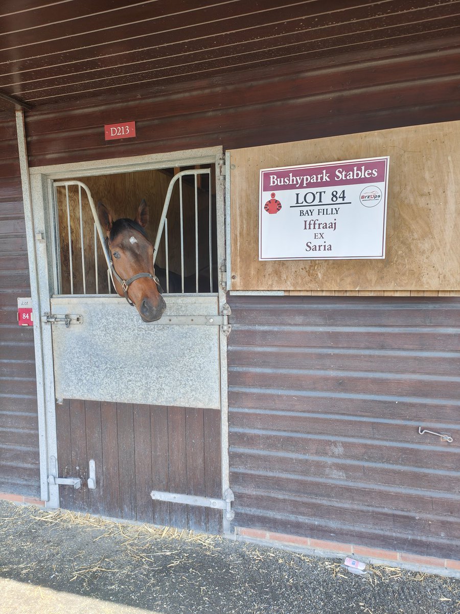 Just bought lot 84 <a href="/GoffsUK/">Goffs UK</a> must sell her asap to stay in the yard before my wife finds out #divorced