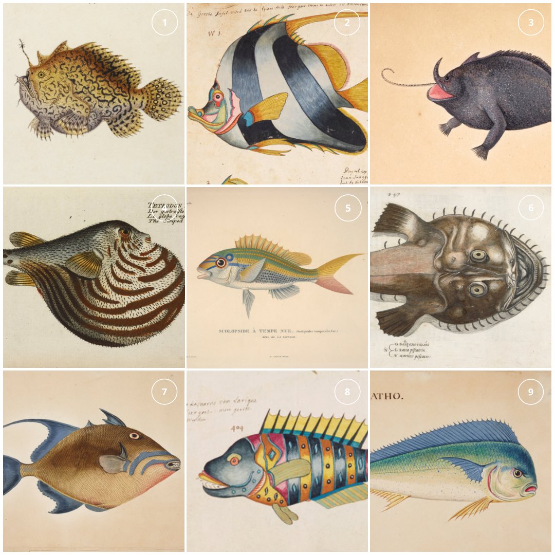 britishlibrary's tweet photo. Which fish are you today? 🐠 

We’re feeling number 4 having just come back from lunch (we’ve also affectionately nicknamed him Chonky). https://t.co/PoD6Mpua7N