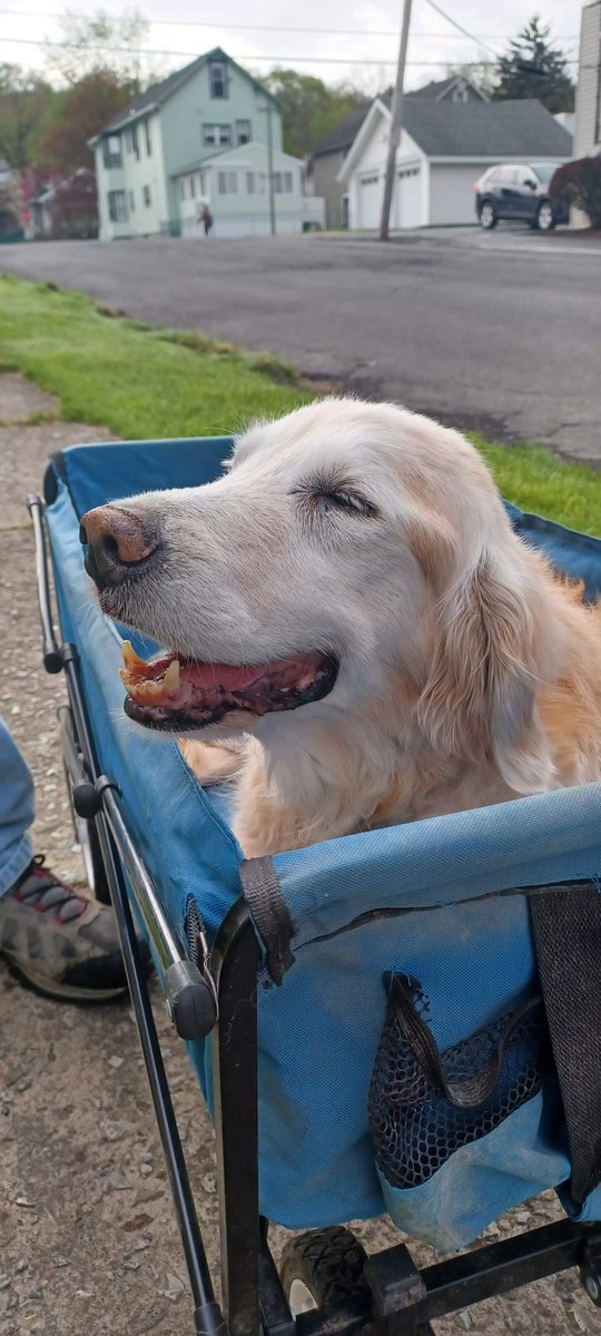 The Tootsie Farewell Tour has commenced. She "walked" the kids to their bus stops and got some (brief) cuddles with Regala. She's now cuddling with Daddy and watching a movie.