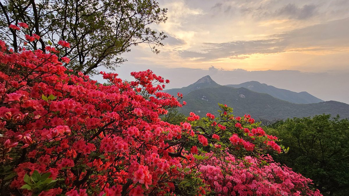 Visit_Henan's tweet image. In Huaiyuan Scenic Area, Tongbai county, Nanyang city, #Henan province, the scarlet #azaleas are in full bloom, covering the mountains with a riot of colors that flutter gently in the breeze. #SpringinHenan