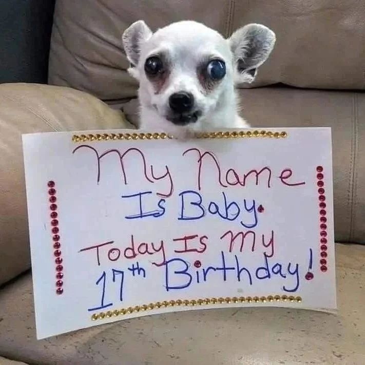 Chihuahuadailly's tweet photo. Happy birthday ❤️🥰👑 https://t.co/YTMMNNIYmR