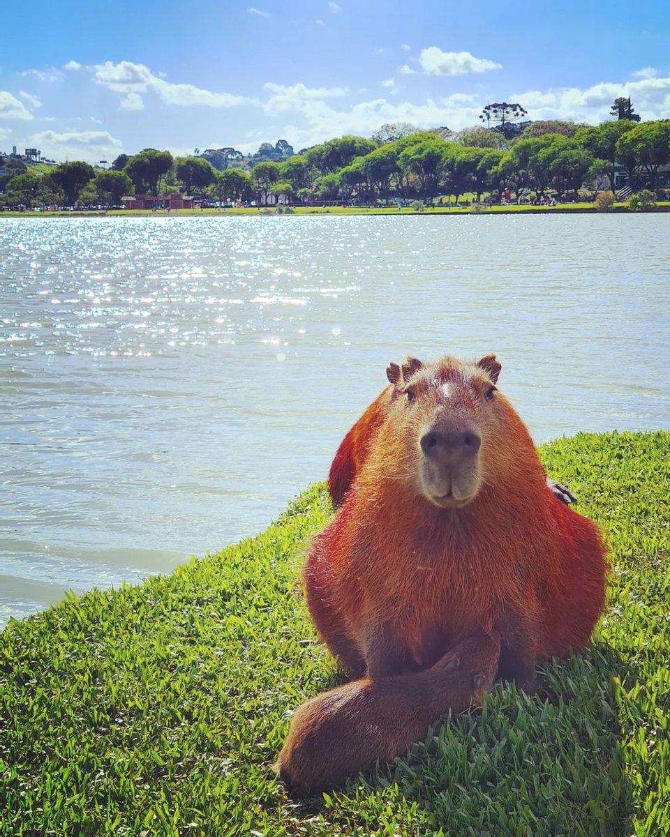 curitiba_pmc's tweet photo. Bom dia, Curitiba! 💛

📸 @kazanpedro https://t.co/lHCQ0JW3TO