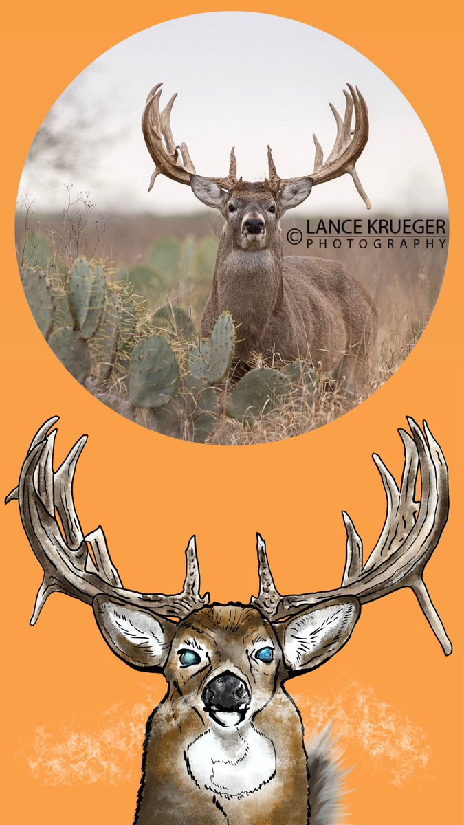 Whitetail Wall Hangers Club tweet media