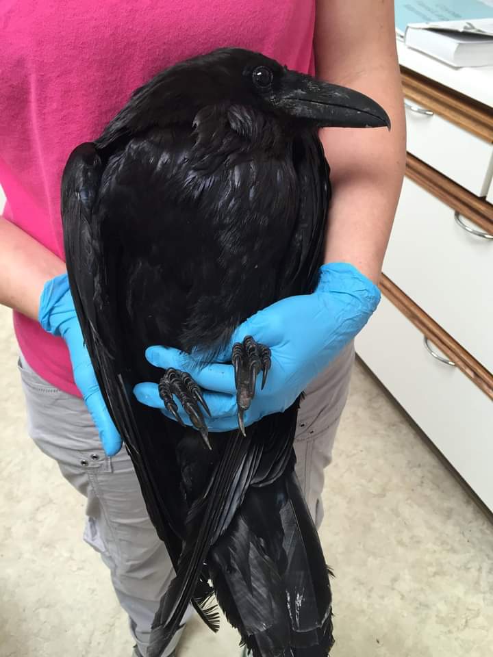 Hold birb like babie