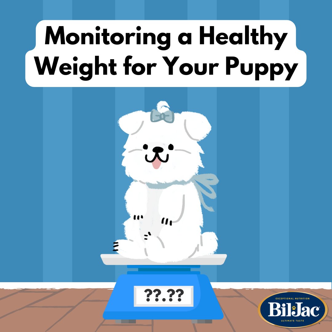 Everyone loves a cute chubby puppy. But how can you tell if your pup has crossed the line between healthy to obese? Our newest blog post helps pet parents learn how to monitor their puppy’s weight so they don’t go from pleasantly plump to risky rotund. bit.ly/3zjWJmo