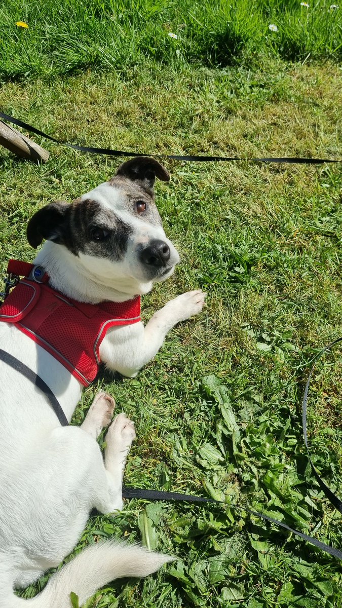 joeluck1's tweet photo. Another red dog enjoying the sun https://t.co/hwz02nqLaC