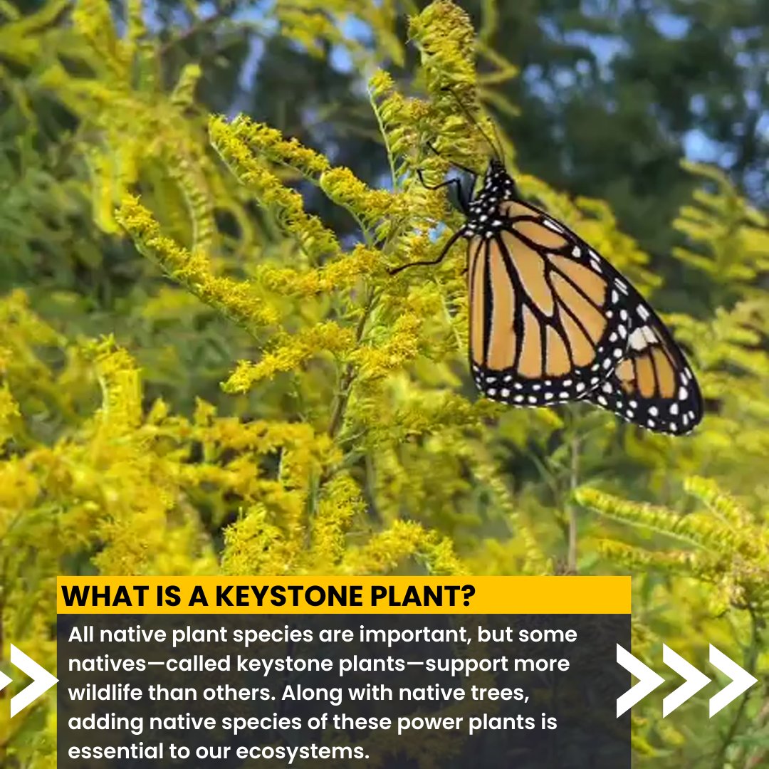 Garden4Wildlife's tweet photo. All native plant species are important, but some natives—called #KeystonePlants—support more wildlife than others. You can make a difference by planting the keystone native perennials that nurture the greatest number of bees, caterpillars and a multitude of other wildlife. https://t.co/1eONPuo7xA
