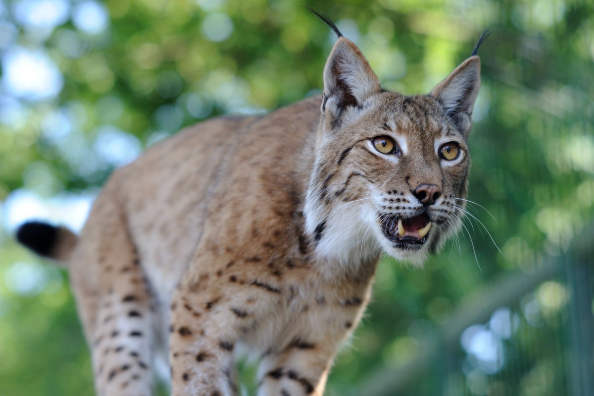 Interesting discussion on whether #lynx should be reintroduced in Scotland on <a href="/theJeremyVine/">Jeremy Vine | Here, on Tiktok, Insta & Facebook</a> Show on <a href="/BBCRadio2/">BBC Radio 2</a> just now. Have your say here: surveymonkey.co.uk/r/gwct-lynx