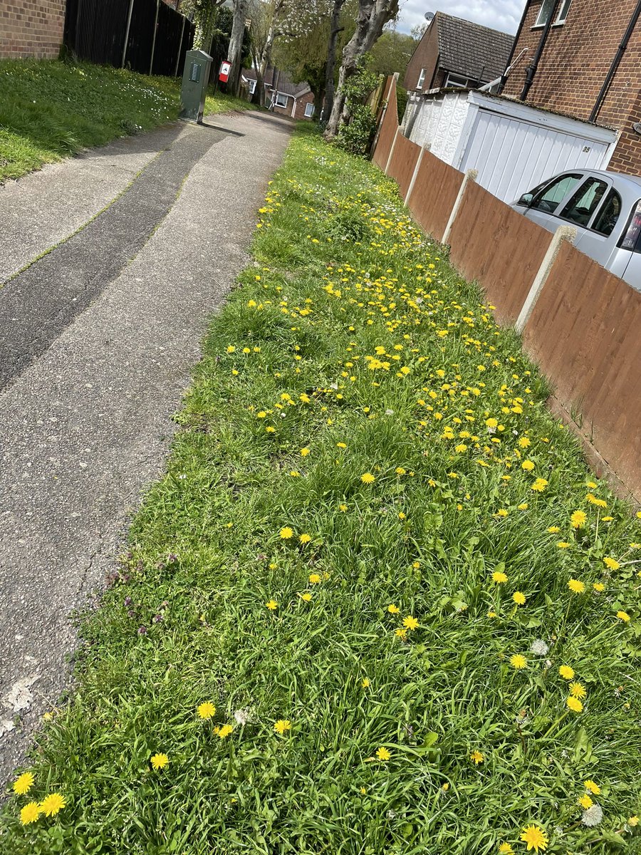 ValBurnage's tweet photo. I’m delighted to see that some parts of Snodland remain unmowed after yesterday’s tidy up. Lots of flowers left for our bees and pollinators. Really  hoping it’s an intentional move by @TMBC_Kent and they’re not coming back later 🙏🏻 https://t.co/F8VK6Kvsqw