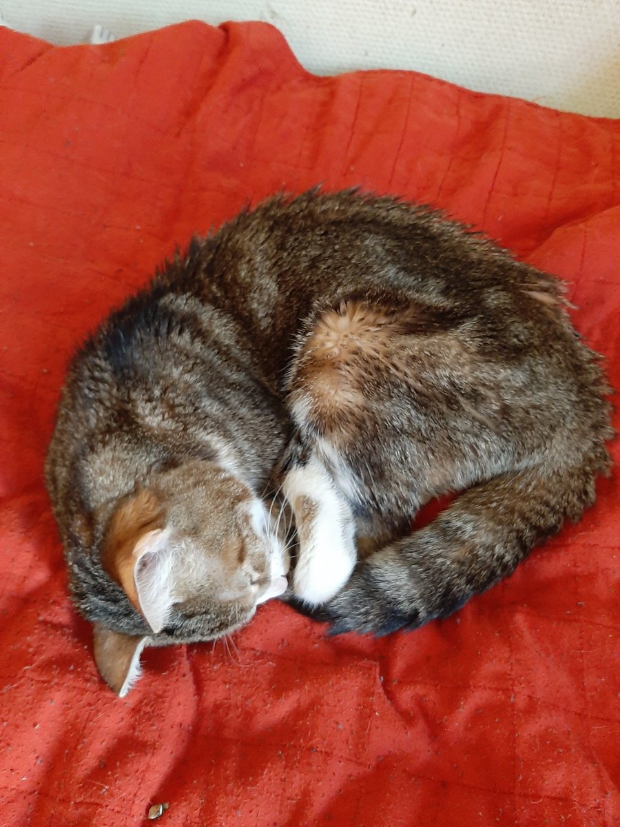 Mr Chat des étoiles ⭐ & Rafale 🌪 🍋 🌴 🧡 tweet media