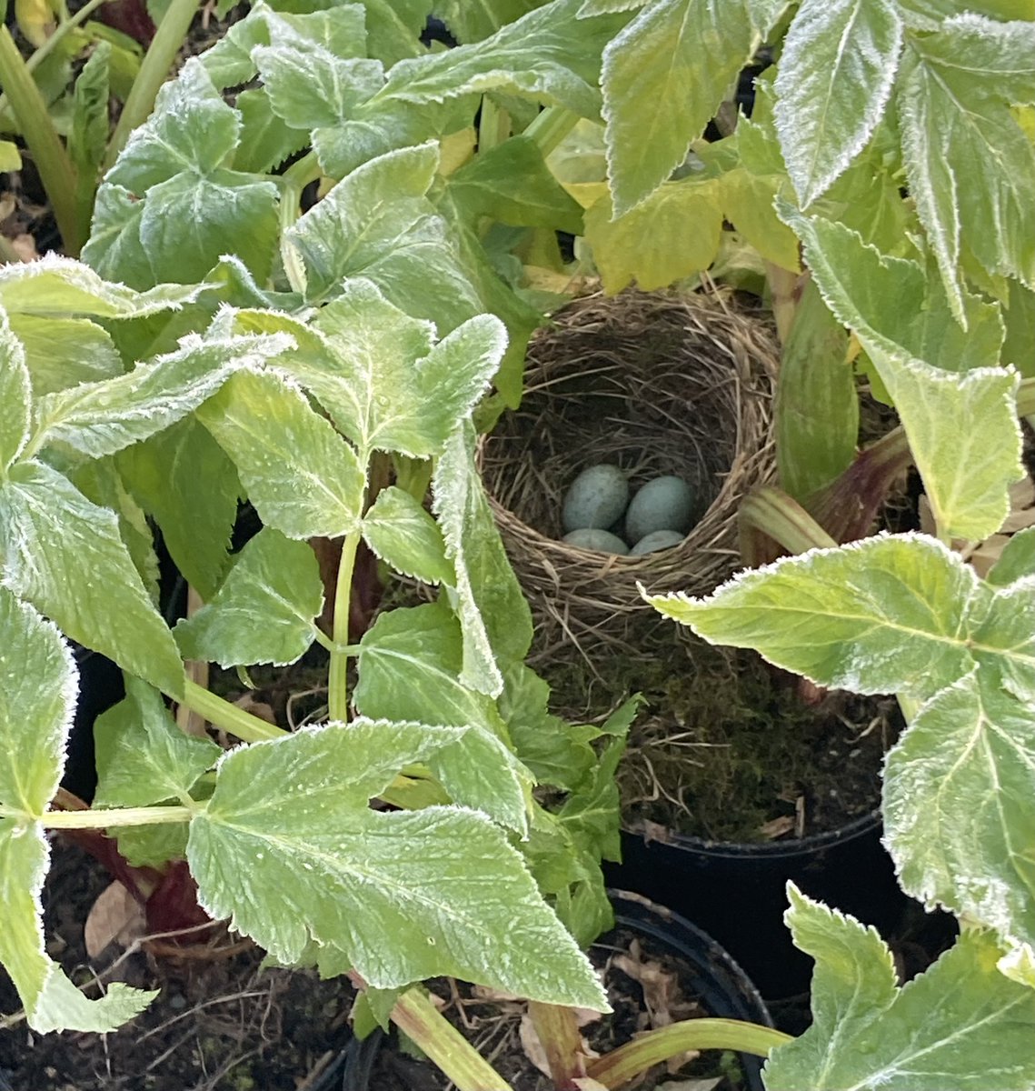 EdenPlantsman's tweet photo. 🪺Isn’t nature amazing🪺

I went to pick my orders on this beautiful frosty morning and found this nest and eggs. 

There will be no Angelica for sale for the foreseeable future, they are now home to a nest of blackbird eggs and their mother. 🪺 

#blackbirds 
#natureisamazing https://t.co/vyaw0rMcgV