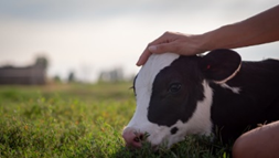 Animals_EFSA's tweet photo. @EFSA_EU colleague Eliana Lima presents main conclusions and recommendations on #AnimalWelfare of #Calves. 👉 https://t.co/mWyg2yPT6z via @EFSA_EU #PAFF committee #Brussels
#EUFarm2Fork #Animals4EU https://t.co/fXLLLvQZ1n