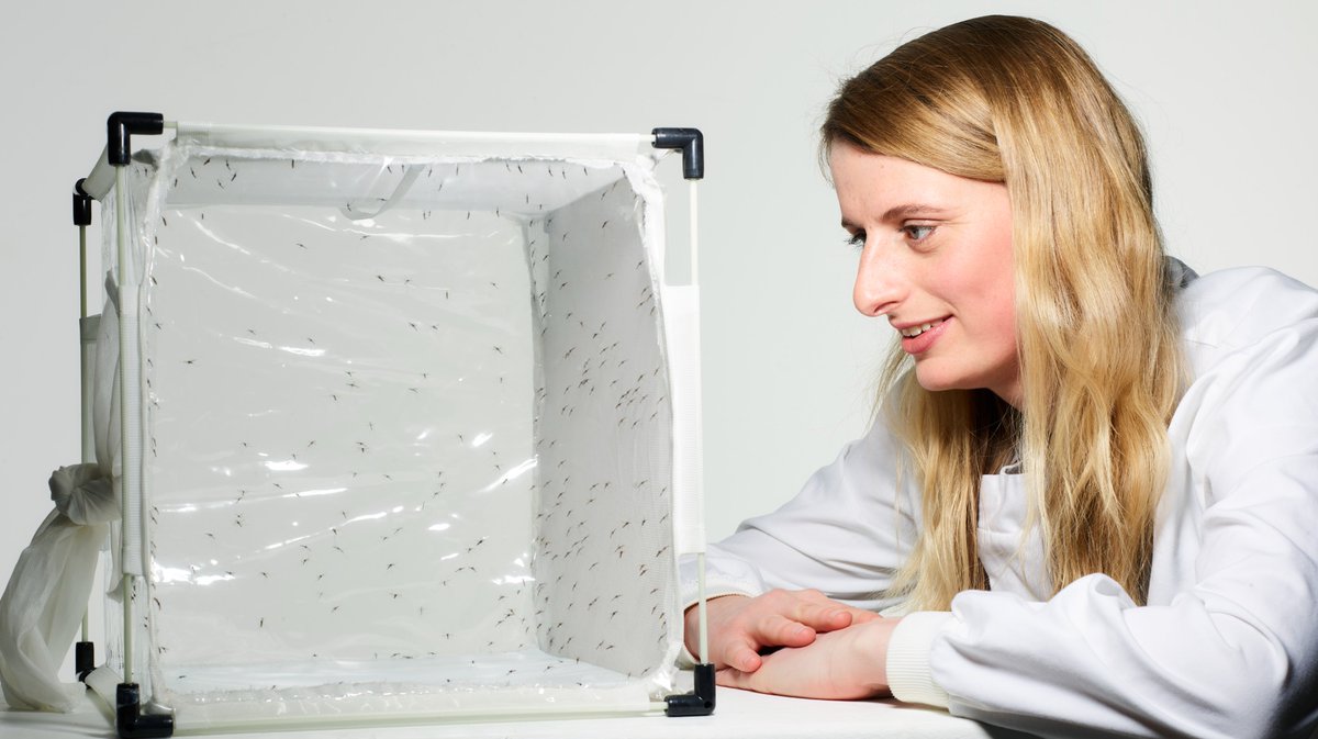 LSHTM_malaria tweet media