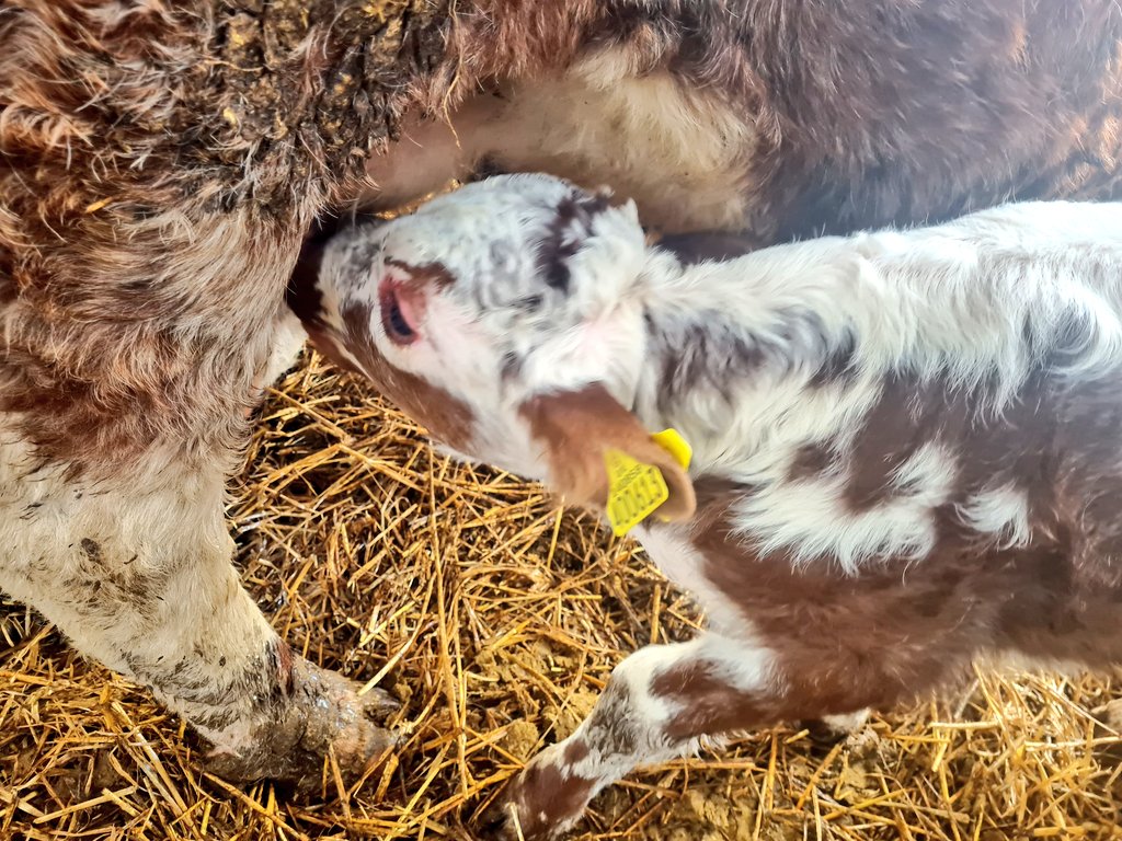 ChasSutcliffe's tweet photo. Good morning, Tetford Twinkle's bull calf born on 21st April displaying his @allflexuk #TST tag while having a drink yesterday. Tissue sample will go to @CISTelford lab for @BVDFree testing.
#tetfordlonghorns #BVDfree #hiherdhealth #pedigree #Longhorns #nativebreed #easycalving https://t.co/WpckrnBKYK