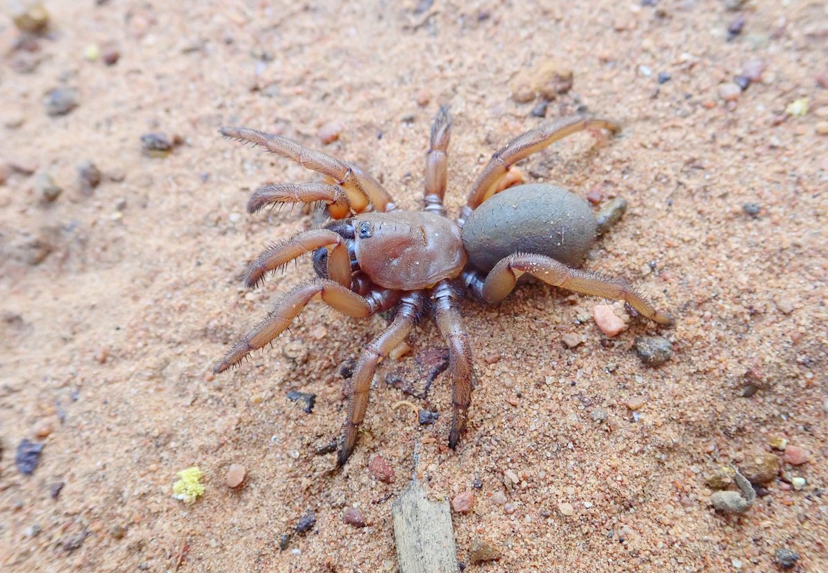 2fangs8legs's tweet photo. On our recent fieldtrip to central Queensland, Australia we were searching for wishbone spiders, but a highlight for me was finding an undescribed species of 'golden trapdoor' (𝐸𝑢𝑜𝑝𝑙𝑜𝑠) the group I worked on for my Ph.D... https://t.co/b7rZU7wcDe