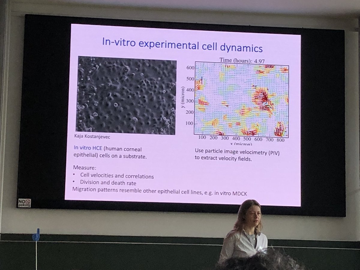 GTheraulaz's tweet photo. Silke Henkes (Leiden University)
Making the cornea spiral: Constructing quantitative simulations of epithelial cell sheets at #active23 in Dresden today https://t.co/tQvqJo5Eq2