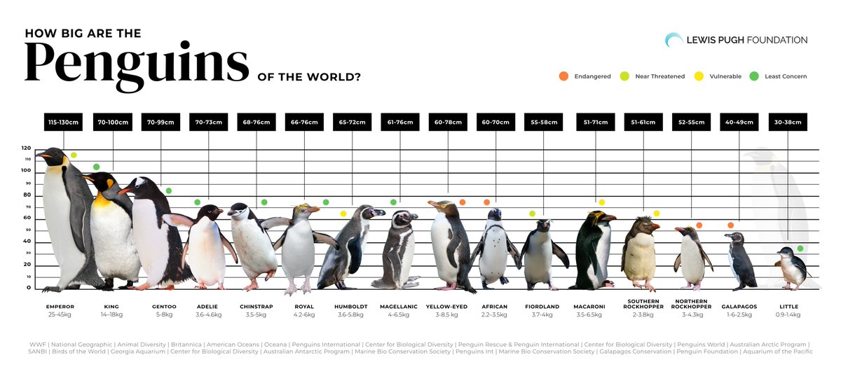 From giant emperors to tiny fairies, penguins come in all shapes and sizes! Discover their incredible diversity this #WorldPenguinDay 🐧🐧🐧