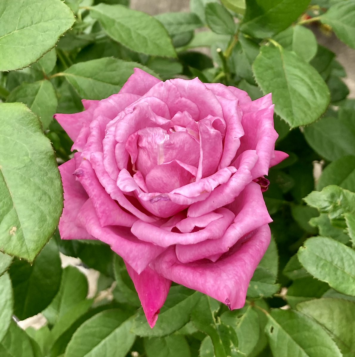 M0hciUfVKFHqj1f 薔薇色の人生の薔薇色は そうですね、濃いめの