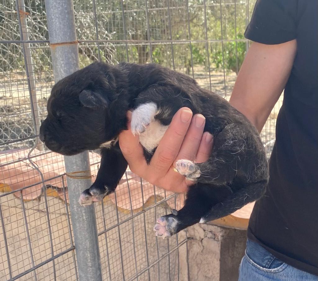 Fuganeuronal's tweet photo. ¡Ruego difusión!

Una amiga personal quiere dar en adopción estos cachorritos de sus perretes. Son 4, dos hembras y dos machos (negros), mezcla de pastor alemán y mastín. Tienen casi 4 semanas. 

Están en Murcia.

Pongo en respuesta una foto de los progenitores. https://t.co/LpyTL4c1Tn