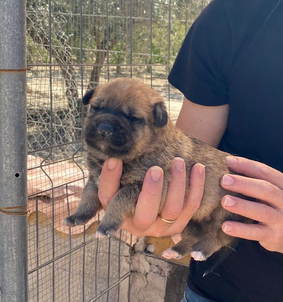 Fuganeuronal's tweet photo. ¡Ruego difusión!

Una amiga personal quiere dar en adopción estos cachorritos de sus perretes. Son 4, dos hembras y dos machos (negros), mezcla de pastor alemán y mastín. Tienen casi 4 semanas. 

Están en Murcia.

Pongo en respuesta una foto de los progenitores. https://t.co/LpyTL4c1Tn