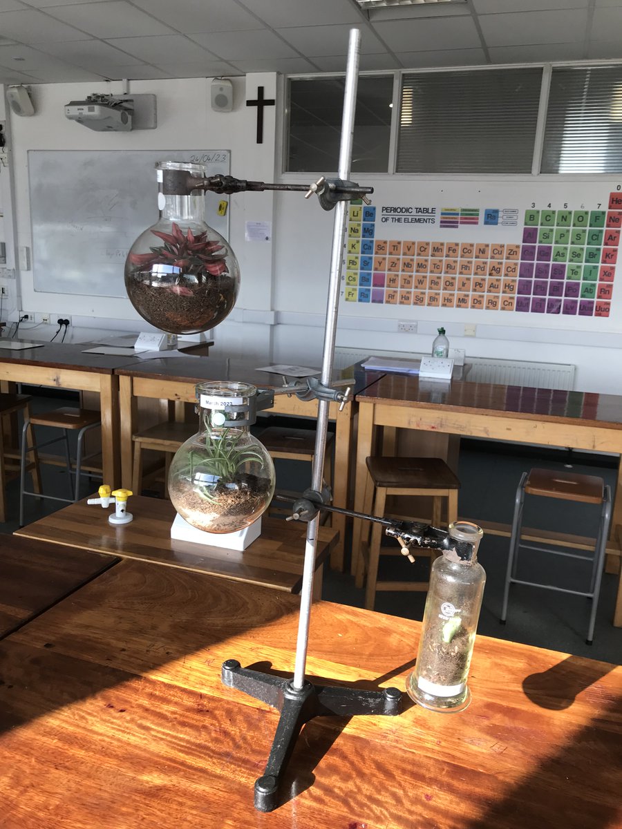 BecketkeysSci's tweet photo. KS3 Science Club- Mr Collins has been sharing his passion of making terrariums with science staff and students. Under his guidance, these are the wonderful terrariums that we've made using old glass jars and science glassware. Reduce, reuse &amp; recycle ♻️ https://t.co/pU9jvPyI5u