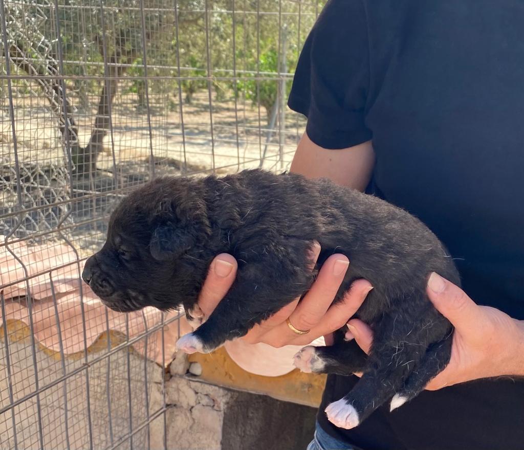 Fuganeuronal's tweet photo. ¡Ruego difusión!

Una amiga personal quiere dar en adopción estos cachorritos de sus perretes. Son 4, dos hembras y dos machos (negros), mezcla de pastor alemán y mastín. Tienen casi 4 semanas. 

Están en Murcia.

Pongo en respuesta una foto de los progenitores. https://t.co/LpyTL4c1Tn