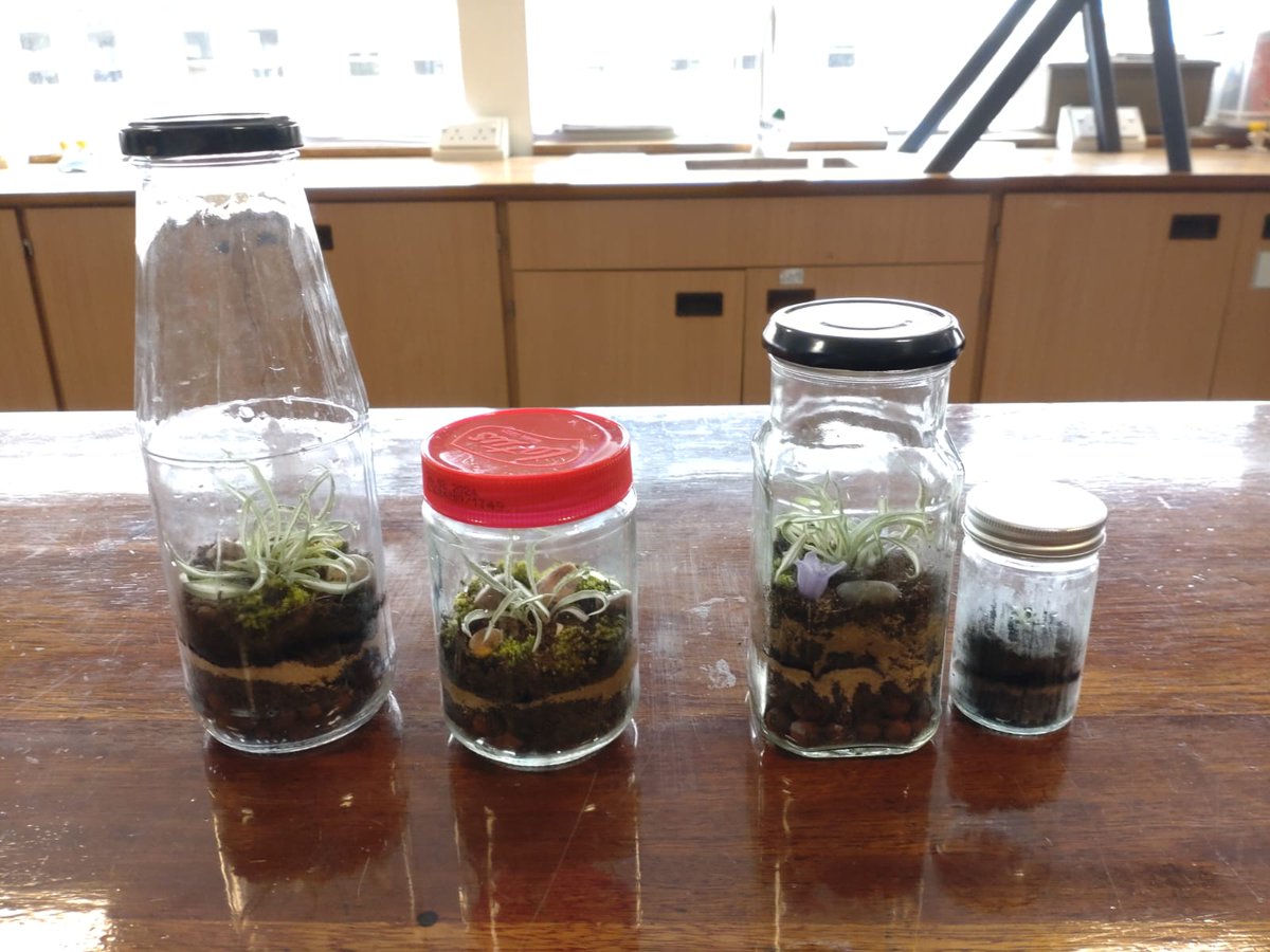 BecketkeysSci's tweet photo. KS3 Science Club- Mr Collins has been sharing his passion of making terrariums with science staff and students. Under his guidance, these are the wonderful terrariums that we've made using old glass jars and science glassware. Reduce, reuse &amp; recycle ♻️ https://t.co/pU9jvPyI5u