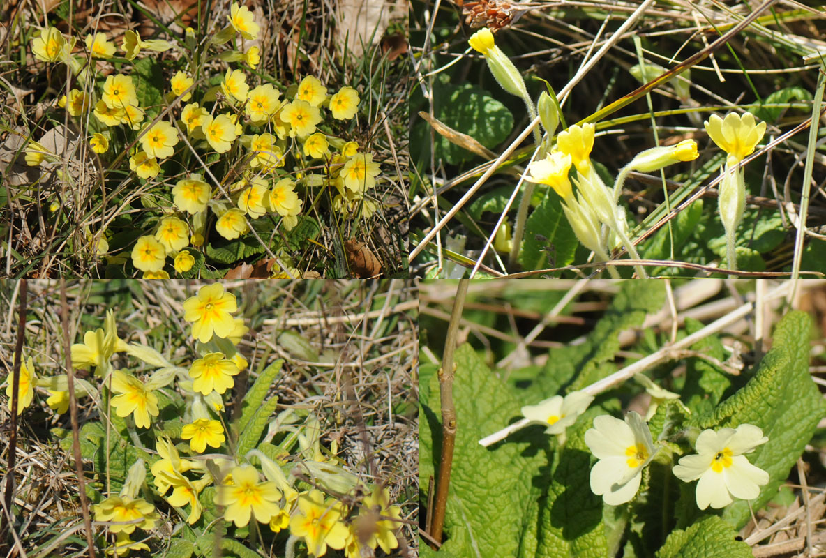 David B Collinge tweet media