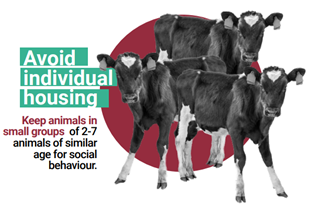 Animals_EFSA's tweet photo. Eliana Lima says "Calves should be kept in pairs or small groups within the first week of life" for a better #AnimalWelfare in #Calves#PAFF committee #Brussels 👉 https://t.co/mWyg2yPT6z via @EFSA_EU
#EUFarm2Fork #Animals4EU https://t.co/vQO40wrbHA
