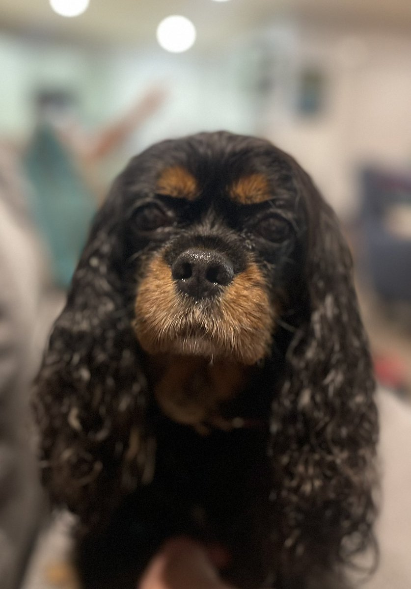 PoppySpaniel666's tweet photo. Freshly bathed and #floofed ๐ฅฐ๐ฅฐ https://t.co/hD2ofllwte