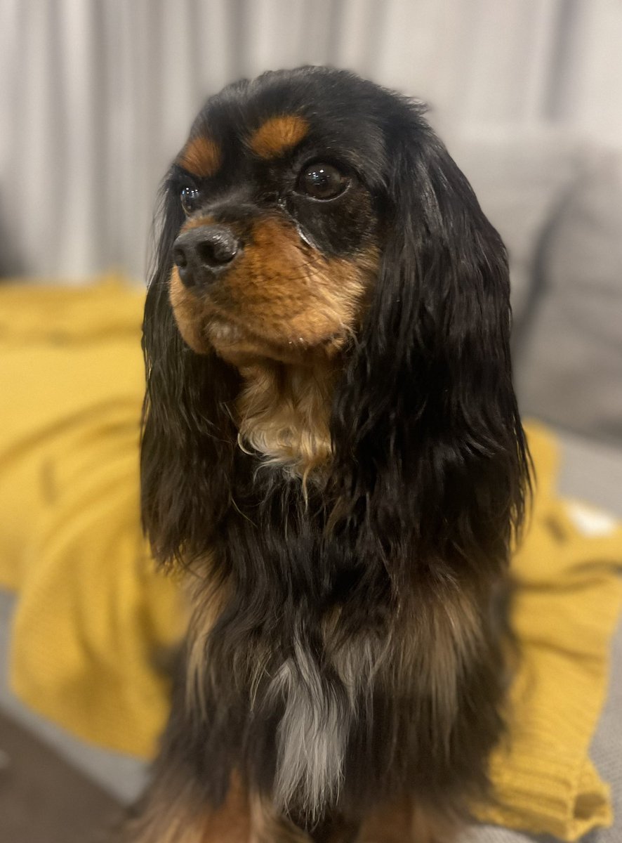 PoppySpaniel666's tweet photo. Freshly bathed and #floofed ๐ฅฐ๐ฅฐ https://t.co/hD2ofllwte