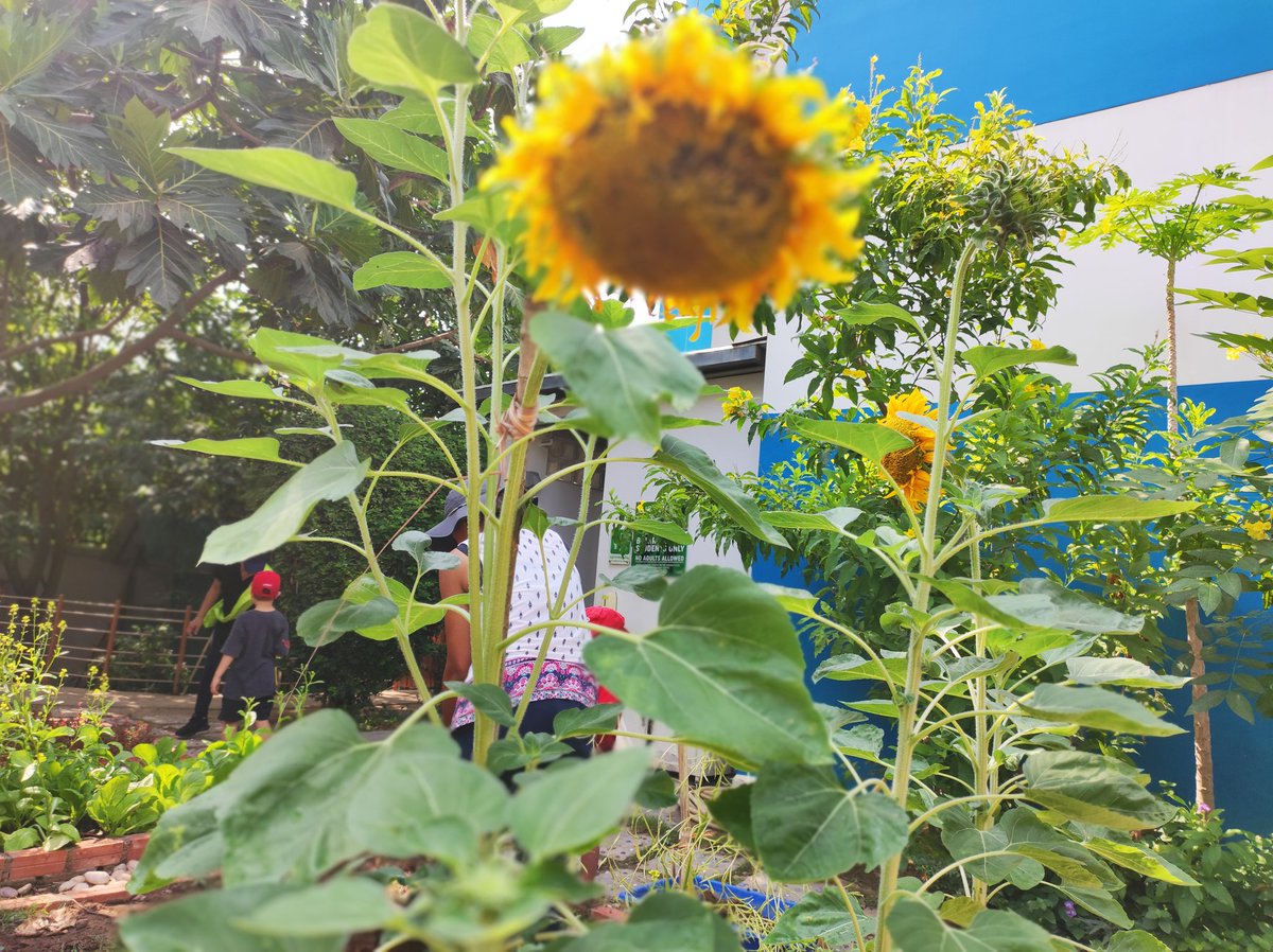 Leticia Cariño tweet media