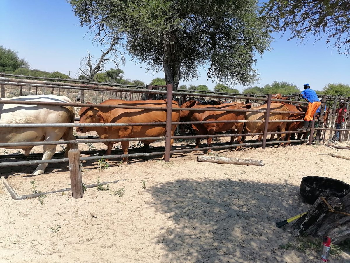 The Social Employment Fund (SEF) programme has made significant contributions to organisations &amp; communities. SerDev &amp; Temong gained valuable expertise. The program has been an invaluable asset for towns &amp; farms in various areas. 
#SerdevSEF #CommunityImpact #PositiveChange #IDC