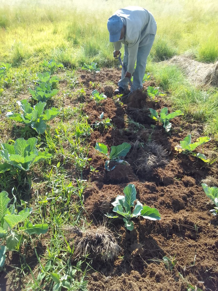 SerDev7's tweet photo. The Social Employment Fund (SEF) programme has made significant contributions to organisations &amp; communities. SerDev &amp; Temong gained valuable expertise. The program has been an invaluable asset for towns &amp; farms in various areas. 
#SerdevSEF #CommunityImpact #PositiveChange #IDC https://t.co/ChxoA45sOd