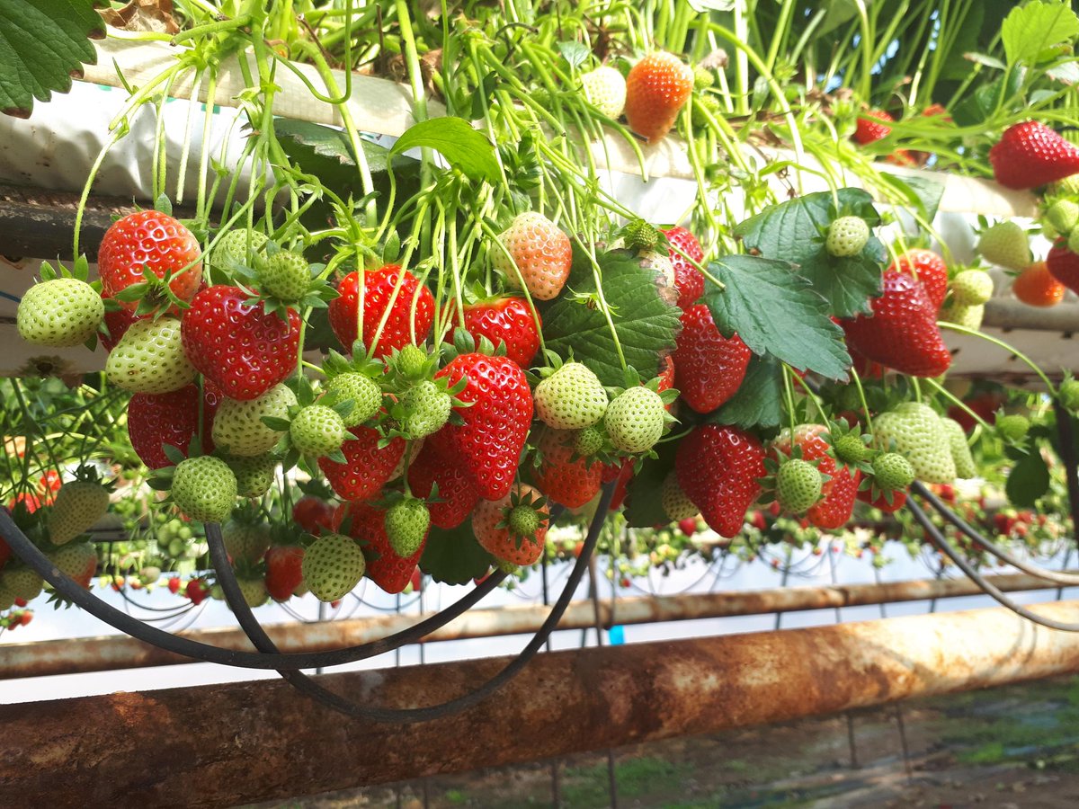 We're almost in full swing of the British Berry Season - These beautiful berries are growing away nicely in Scotland and will be coming to you soon! 🍓

#ScottishStrawberries  #AngusTradingTeam
#TheBerrySpecialists