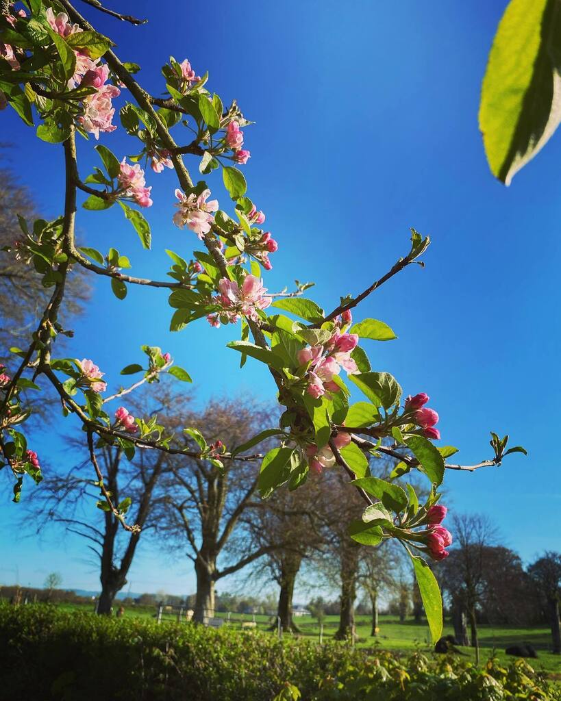 noreviewhouse's tweet photo. Blue sky mornings are always the best ones. And enjoyed by all at Nore View 😎☺️

#bluesky #peace #explore #instagood #visitkilkenny #fishing #giftvoucher #spring2023 #summer2023 #sunnysoutheast #elite #adventure #irelandsancienteast #selfcatering #st… https://t.co/G3QNARJcOL https://t.co/20bv9682uD
