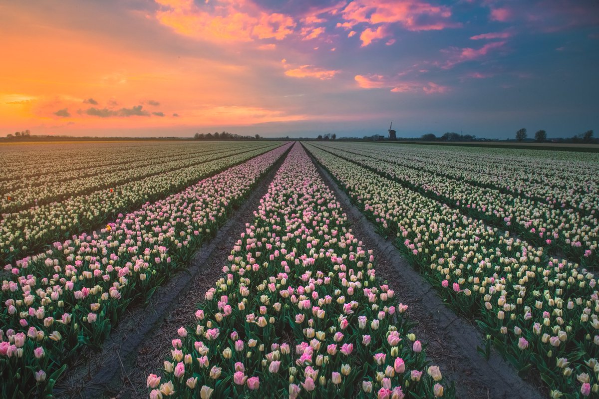 the_prabster's tweet photo. Sunset glow at the tulips field.
📍Schagerburg, Netherlands
#tuips #tulipen #sunset #holland https://t.co/asbRpHuPwn