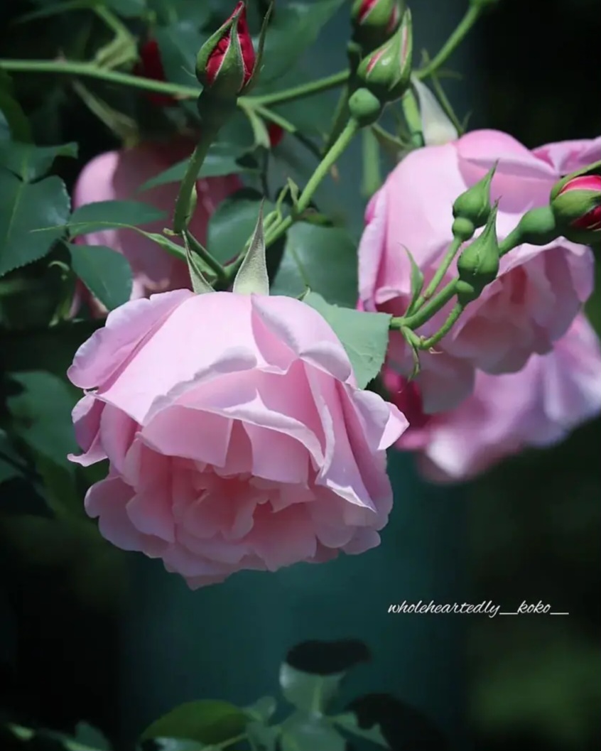 rei_ralf's tweet photo. freundlichen Dienstag allerseits
#Flowers #Flowere #roses #Rose #Rosen #nature
#naturelovers #photo #photography #love #Blumen https://t.co/RvcJ3rjJzy