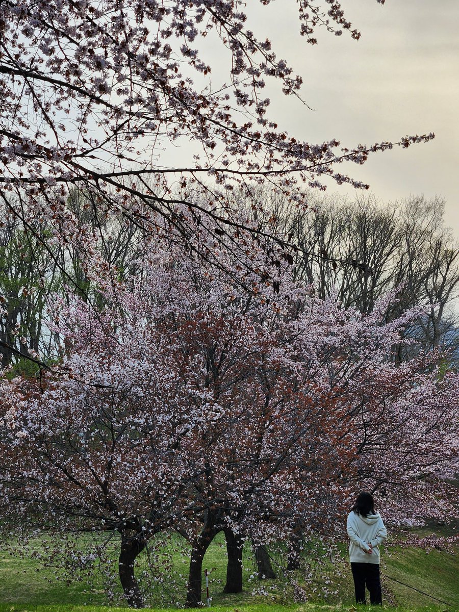 rili0507's tweet photo. 下の子とお花見散歩してきた\(˙꒳˙\三/ ˙꒳˙)/ https://t.co/mpzXADxQEu