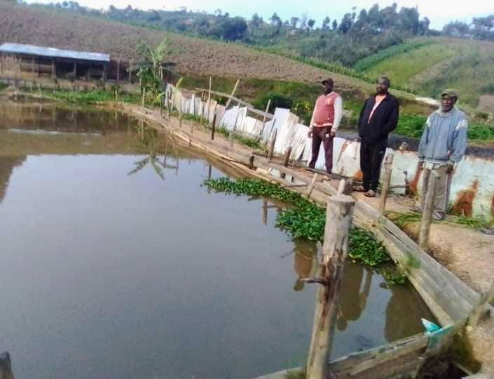 MagazineJimbere's tweet image. 🐟 4 pisciculteurs de la commune #Kayanza qui ont initié 7 étangs d'une valeur de 15 millions Fbu chacun sur la colline #Musave demandent aux responsables administratifs et ceux du BPEAE de les appuyer techniquement pour protéger les étangs contre les intempéries afin d'espérer