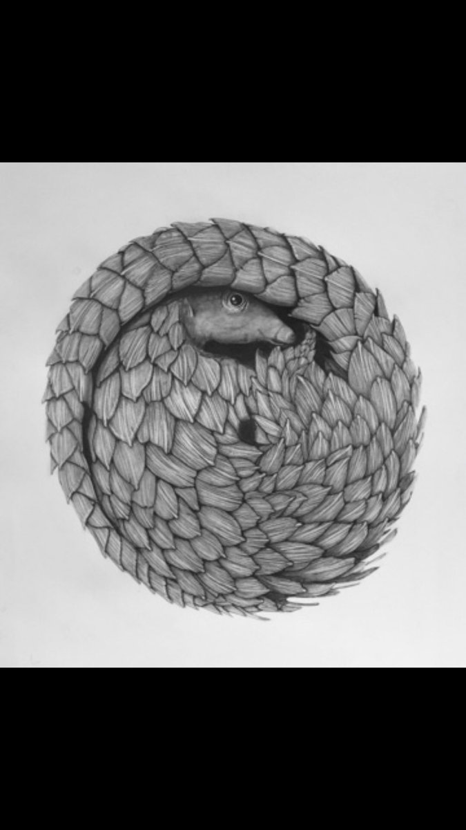 An older drawing, done during lockdown, I think we all felt a bit like this Pangolin….