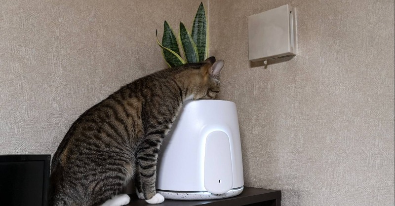 KibidangoJp's tweet photo. 思わず腐海を思い出す😂

植物が持つ浄化能力を利用する
全く新しい空気清浄機 #Natede
サンプルを設置してみた🌿😼

猫草を植えるべきだったか😂
#ファイトレメディエーション
#企業公式猫部 #保護猫
